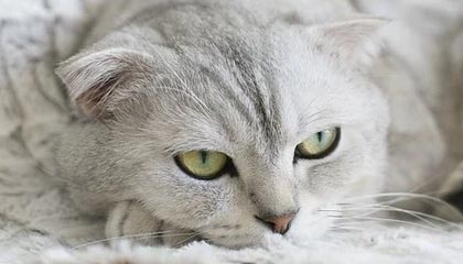 开云体育app入口-英超冲刺季：悬念持续升温，魅力无限！，英超集锦2021